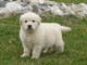 Chiots golden retreiver lof &agrave; c&egrave;der