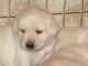 Chiots golden retriever a donner
