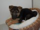  Chiot Type Berger Allemand Femelle &agrave; donner