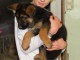  Chiot Type Berger Allemand Femelle &agrave; donner