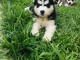 Disponible de suite &agrave; l&rsquo;adoption chiots husky