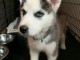 Disponible de suite &agrave; l&rsquo;adoption chiots husky