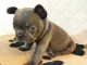 Chiots Bouledogue Fran&ccedil;ais Bleus avec p&eacute;digr&eacute;e