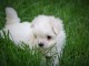 Chiot bichon maltais femelle /m&acirc;le &agrave; donner
