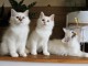 Chatons Sacr&eacute; de Birmanie A donner contre bon soin