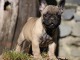Je c&egrave;des chiot Bouledogue Fran&ccedil;ais &agrave; une famille passionn&eacute;e