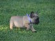 Je c&egrave;des chiot Bouledogue Fran&ccedil;ais &agrave; une famille passionn&eacute;e