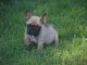 Je c&egrave;des chiot Bouledogue Fran&ccedil;ais &agrave; une famille passionn&eacute;e