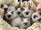 ADOPTION CHATONS SACR&Eacute; DE BIRMANIE LOOF