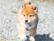 Adorables chiot shiba inu 4 femelles 5 m&acirc;les pour adoption