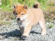 Adorables chiot shiba inu 4 femelles 5 m&acirc;les pour adoption