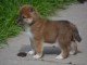Adoption chiots Shiba inu lof
