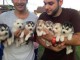 Adorable chiots de type husky sib&eacute;rien a donner
