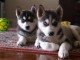 disponible de suite Husky de Sib&eacute;rie