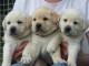 chiot labrador retriever femelle/m&acirc;le
