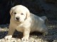 chiot labrador retriever femelle/m&acirc;le