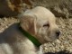 chiot labrador retriever femelle/m&acirc;le