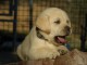 chiot labrador retriever femelle/m&acirc;le