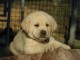 chiot labrador retriever femelle/m&acirc;le