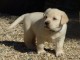 chiot labrador retriever femelle/m&acirc;le