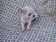 A donner chiot chihuahua tr&egrave;s belle femelle