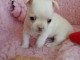 A donner chiot chihuahua tr&egrave;s belle femelle