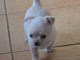 Chiot chihuahua femelle tr&egrave;s belle couleur pour adoption