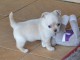 Chiot chihuahua femelle tr&egrave;s belle couleur pour adoption