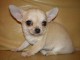 Chiot chihuahua femelle tr&egrave;s belle couleur pour adoption