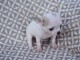 Chiot chihuahua femelle tr&egrave;s belle couleur pour adoption