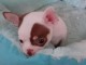 Chiot chihuahua femelle tr&egrave;s belle couleur pour adoption