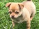 Chiot chihuahua femelle tr&egrave;s belle couleur pour adoption