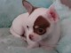 Chiot chihuahua femelle tr&egrave;s belle couleur pour adoption