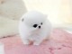 3 mois  M&acirc;le Type Pomeranian non lof