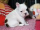Magnifique et adorable chiot bouledogue fran&ccedil;ais 