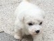 Magnifique et adorable chiot bichon fris&eacute;