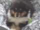 Magnifique et adorable chiot colley