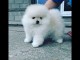 Magnifique et adorable chiot spitz nain