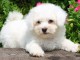 adorable chiot bichon fris&eacute; 