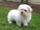 adorable chiot bichon maltais