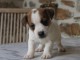 Chiots jack russel femelle/M&acirc;le &agrave; adopter