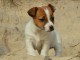 Chiots jack russel femelle/M&acirc;le &agrave; adopter