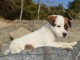 Chiots jack russel femelle/M&acirc;le &agrave; adopter