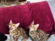 Magnifique Chatons race pure Bengal &agrave; donner