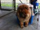 ADOPTION MAGNIFIQUE CHIOTS TYPE CHOW CHOW