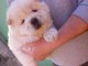 ADOPTION MAGNIFIQUE CHIOTS TYPE CHOW CHOW