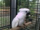 b&eacute;b&eacute; perroquet cacatoes tr&egrave;s gentil 