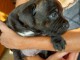 Chiots Staffordshire bull terrier Disponibles &agrave; la r&eacute;servation