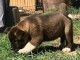 Chiots type Akita a ceder