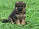 A r&eacute;server d&egrave;s maintenant chiots pure race berger allemand